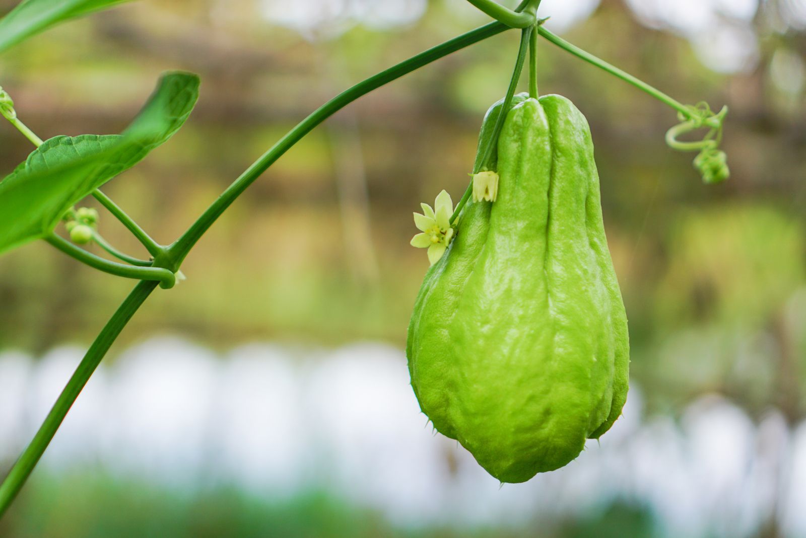 27 Fakta Om Chayote