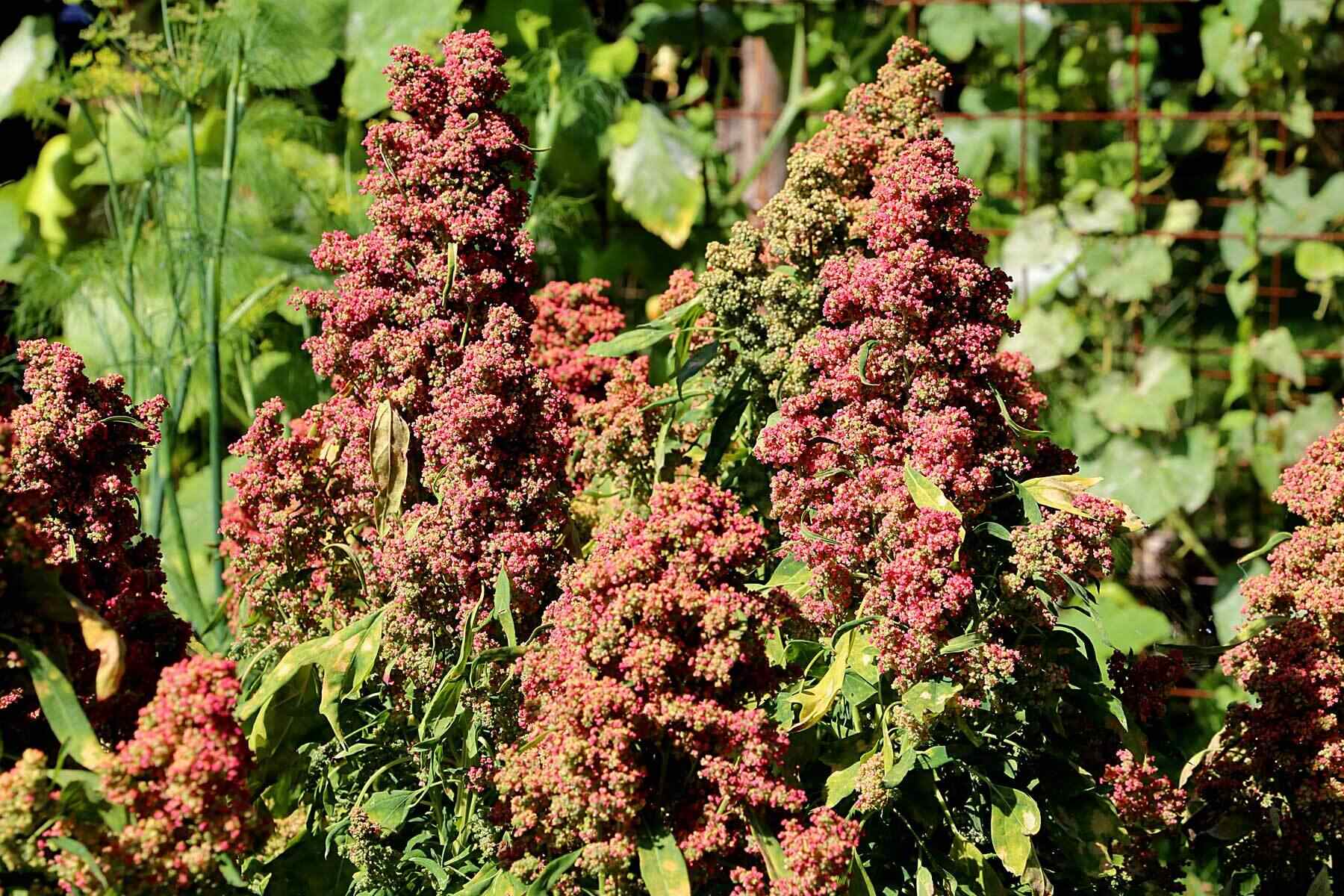 27 Fakta Om Quinoa