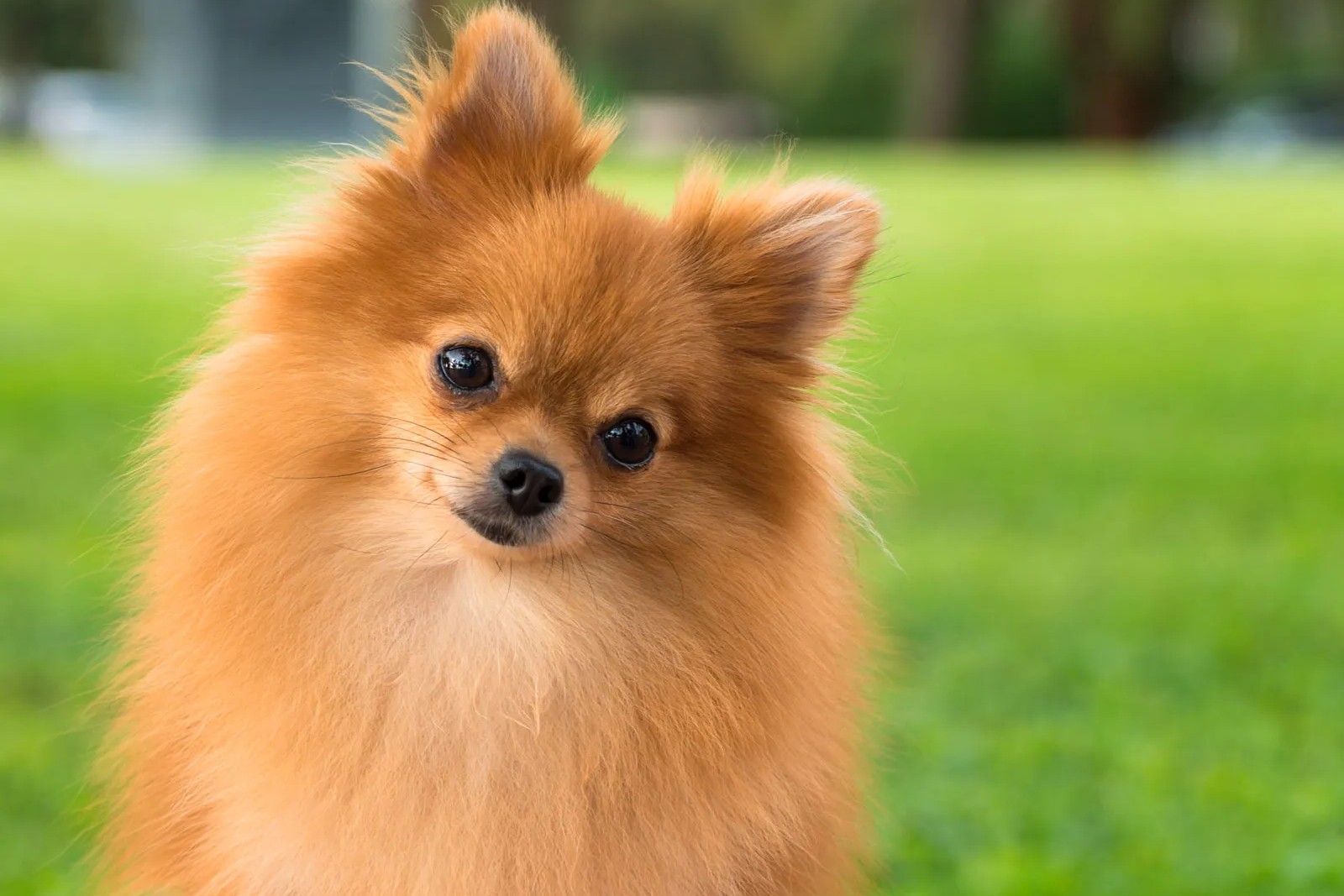 32 Fakta Om Pomeranian
