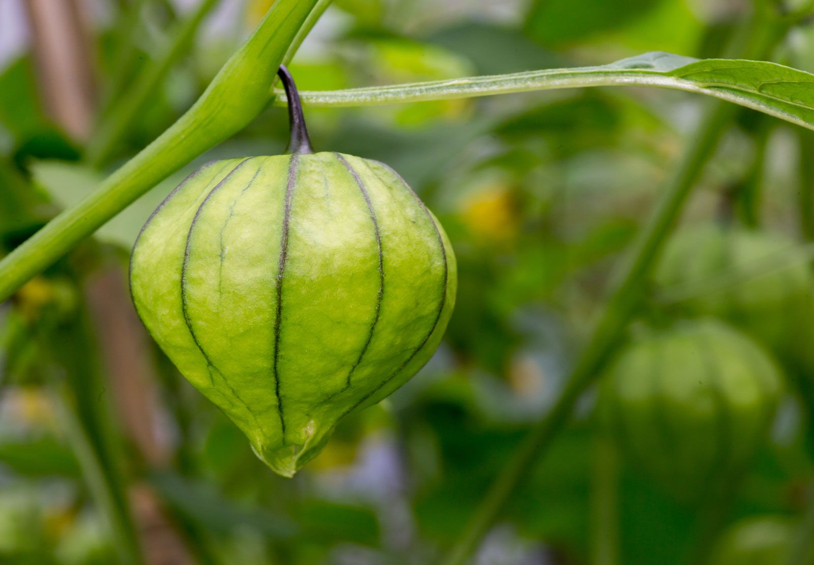 35 Fakta Om Tomatillo