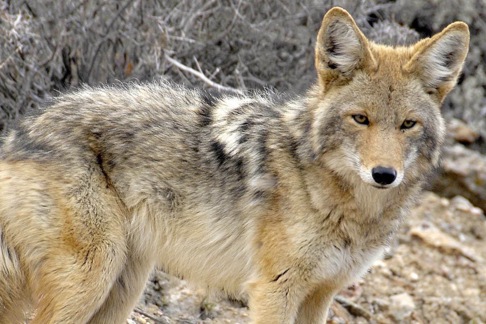 36 Fakta Om Kojot